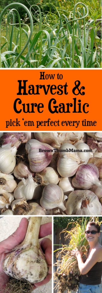 Garlic is easy to grow! Here are important tips to ensure you harvest and cure your garlic correctly so it won’t spoil or sprout before you can use it.