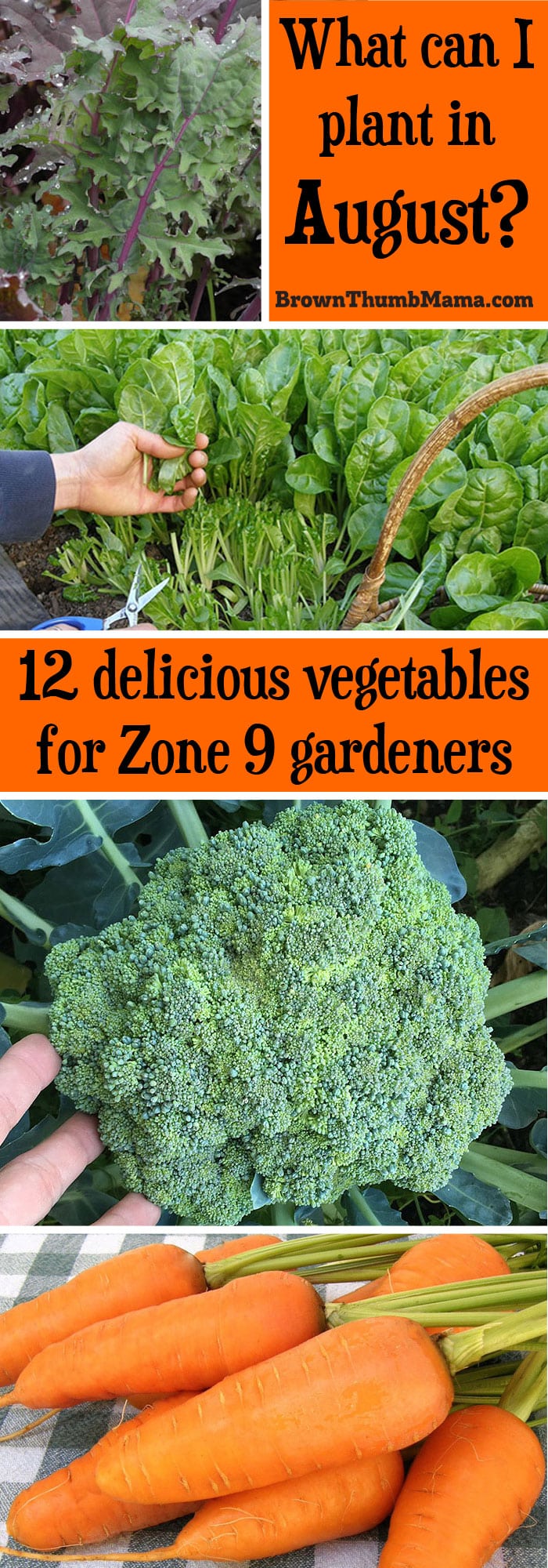 12 Vegetables to Plant in August {Zone 9} • Brown Thumb Mama®