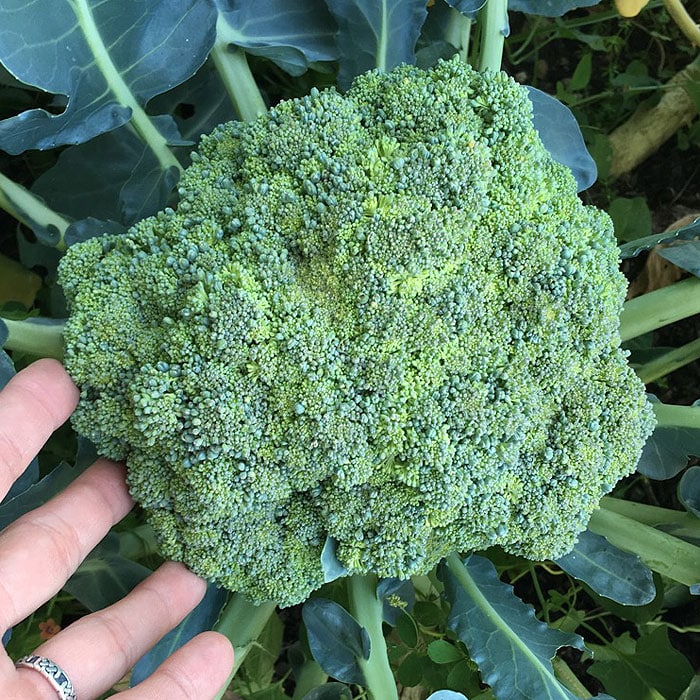 broccoli in garden