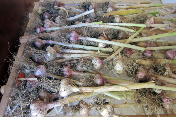 Garlic is easy to grow! Here are important tips to ensure you harvest and cure your garlic correctly so it won’t spoil or sprout before you can use it. 