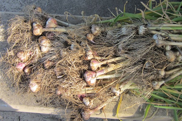 Garlic is easy to grow! Here are important tips to ensure you harvest and cure your garlic correctly so it won’t spoil or sprout before you can use it. 