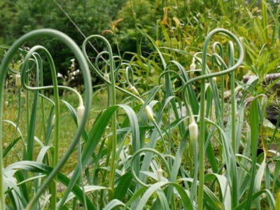 How to Harvest & Store Garlic | Brown Thumb Mama®