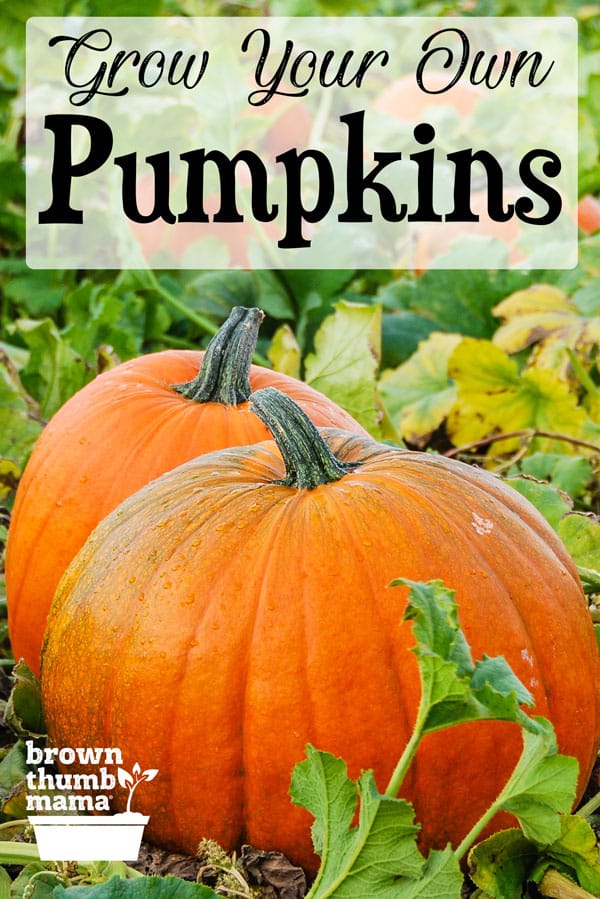 Grow & Harvest Perfect Pumpkins - Brown Thumb Mama®