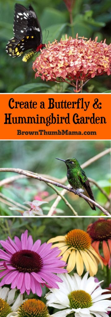 Create a Butterfly & Hummingbird Garden • Brown Thumb Mama®