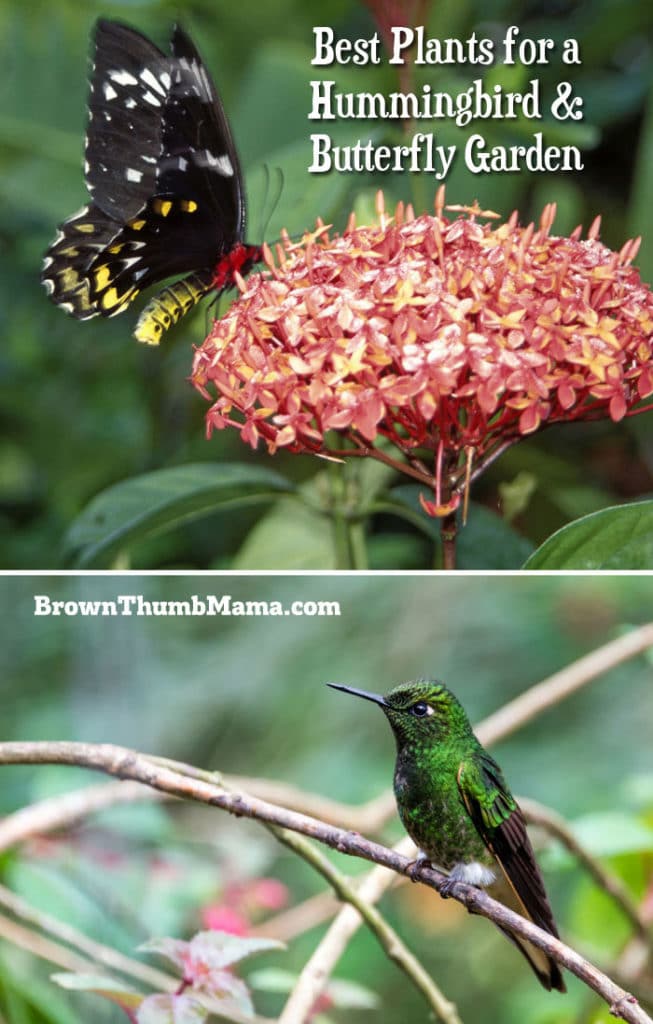 Create A Butterfly And Hummingbird Garden Brown Thumb Mama®