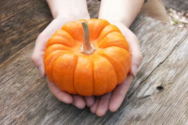 hands holding tiny pumpkin