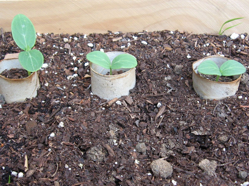 seedlings inside toilet paper tube forts