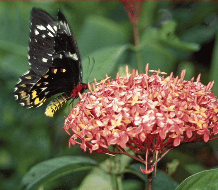 Attracting butterflies and hummingbirds to your backyard