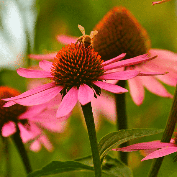 echinacea with bee