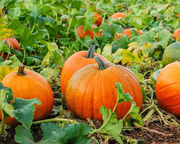 pumpkins in field