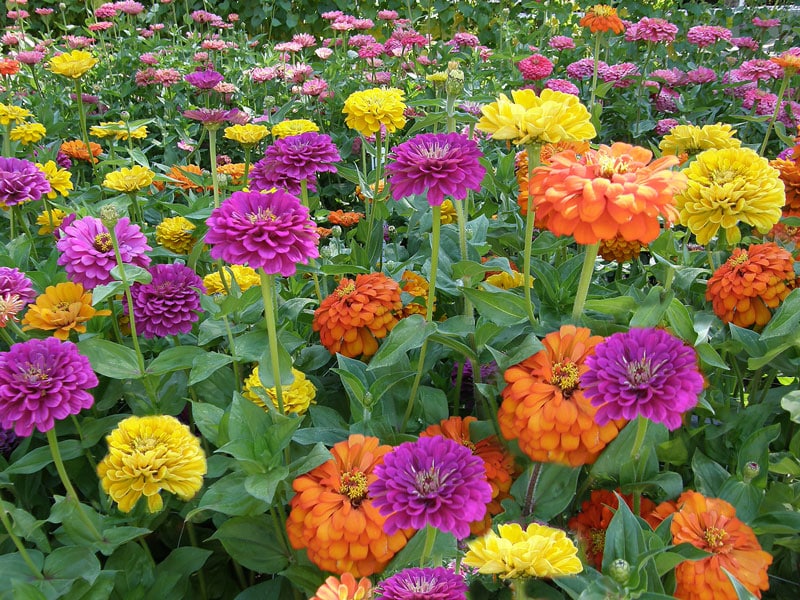 colorful zinnia flowers