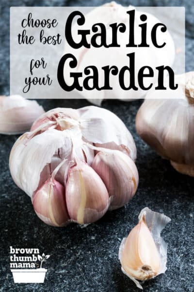 heads of garlic on black countertop