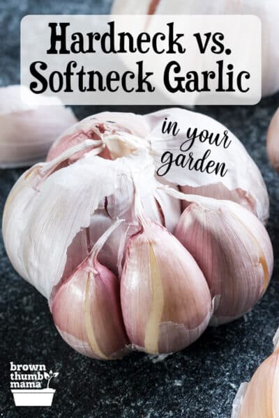 closeup of head of garlic