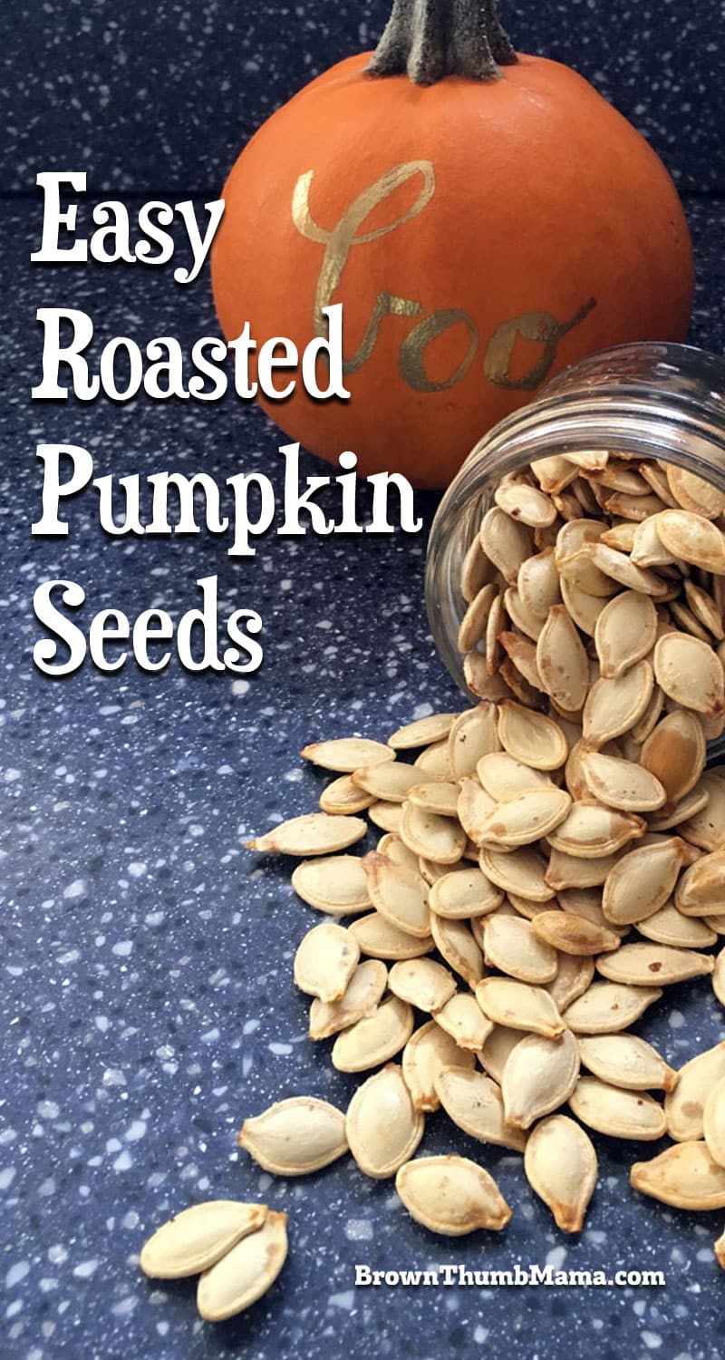 Roasted Pumpkin Seeds Brown Thumb Mama®