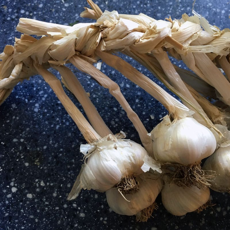 Learn the different types of garlic, how to grow and store them, and how to choose the best type of garlic to grow for your area.