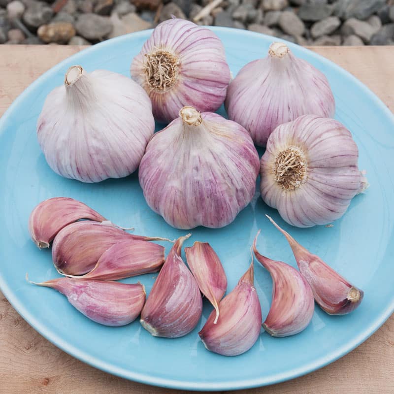 Choose the Best Type of Garlic to Grow - Brown Thumb Mama®