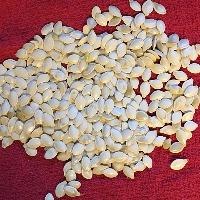 Whether you grow pumpkins in your garden or carve them for Halloween, this recipe for easy roasted pumpkin seeds makes a crunchy, nutritious snack.