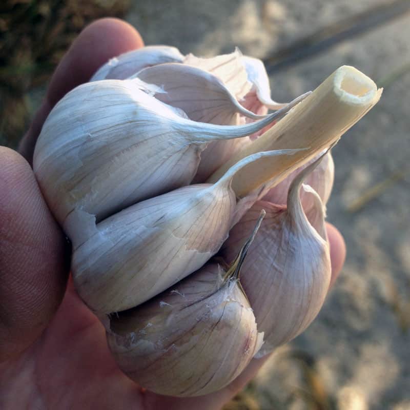 Learn the different types of garlic, how to grow and store them, and how to choose the best type of garlic to grow for your area. 