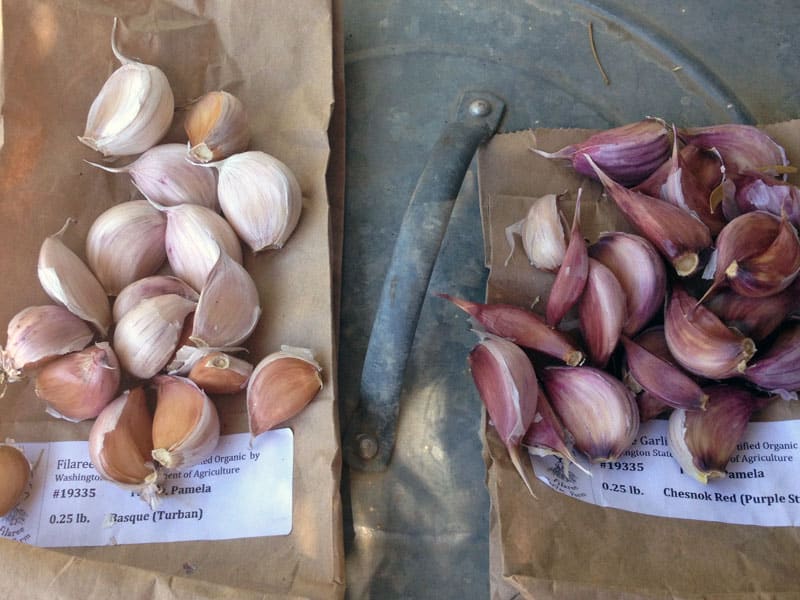 Learn the different types of garlic, how to grow and store them, and how to choose the best type of garlic to grow for your area. 