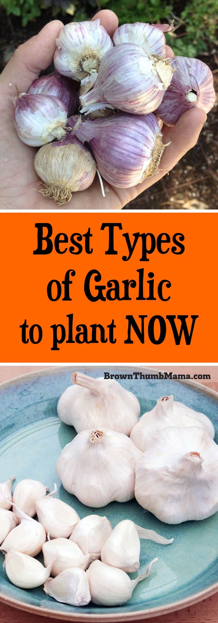 best types of garlic • Brown Thumb Mama