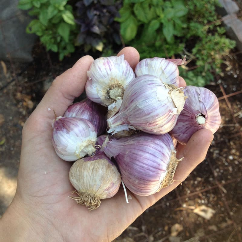 Learn the different types of garlic, how to grow and store them, and how to choose the best type of garlic to grow for your area. 