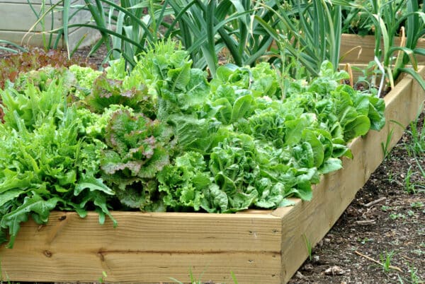 raised bed with lettuce and onions