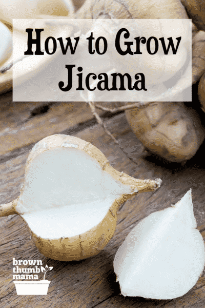 cut jicama and whole jicama on table