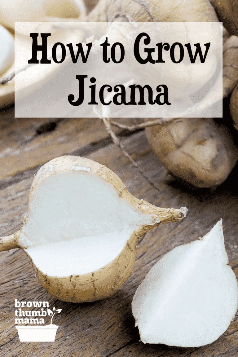 How to Grow Jicama Brown Thumb Mama®
