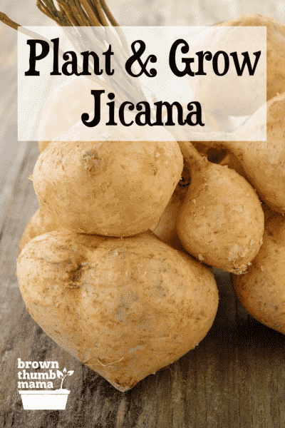 jicama on table