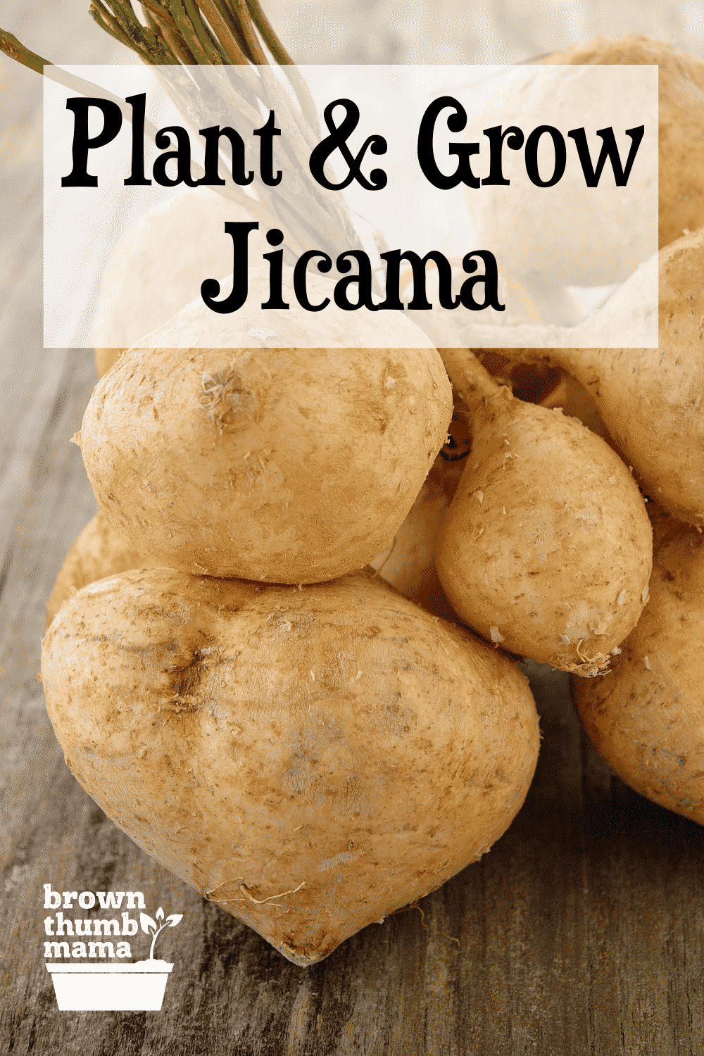 How To Grow Jicama Brown Thumb Mama®