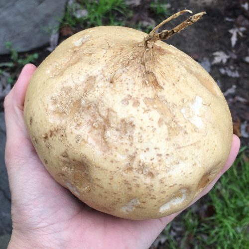 How to Grow Jicama Brown Thumb Mama®