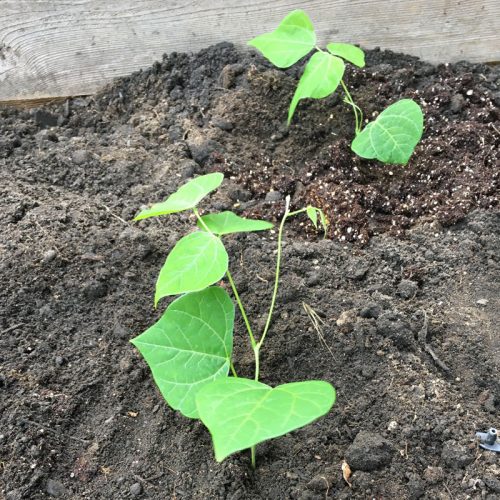 How to Grow Jicama Brown Thumb Mama®