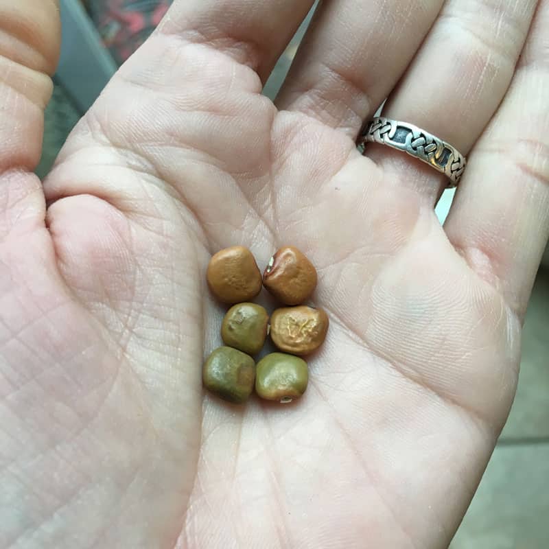 How to Grow Jicama Brown Thumb Mama®