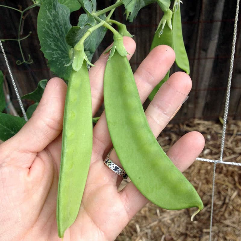 hand holding double set snow peas