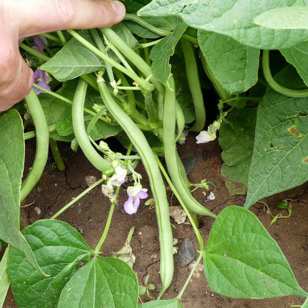 green beans in garden