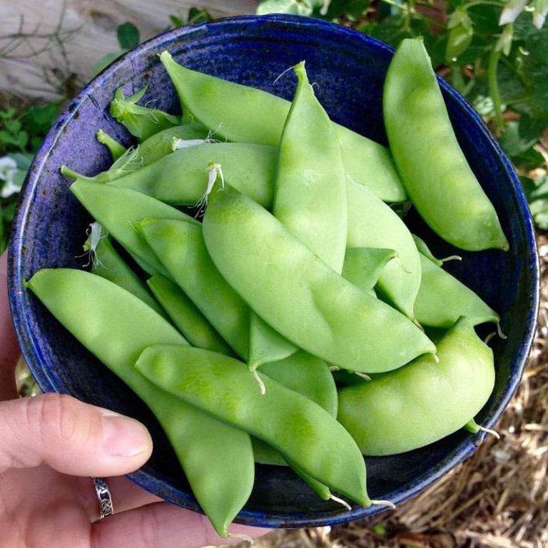 How To Plant And Grow Snow Peas Brown Thumb Mama®