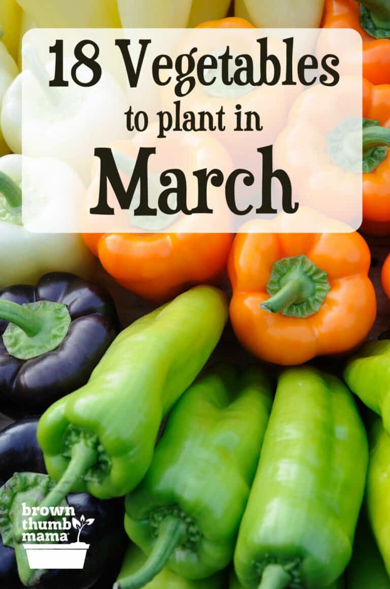 18 Vegetables To Plant In March {zone 9} Brown Thumb Mama®