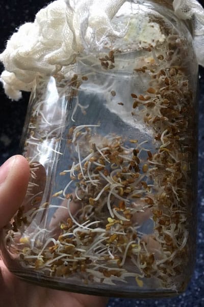 It’s easy to grow sprouts indoors and you don’t need any special equipment. These simple instructions will help you grow alfalfa sprouts, broccoli sprouts, mung bean sprouts, mustard sprouts, and more.