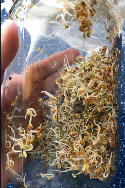 It’s easy to grow sprouts indoors and you don’t need any special equipment. These simple instructions will help you grow alfalfa sprouts, broccoli sprouts, mung bean sprouts, mustard sprouts, and more.