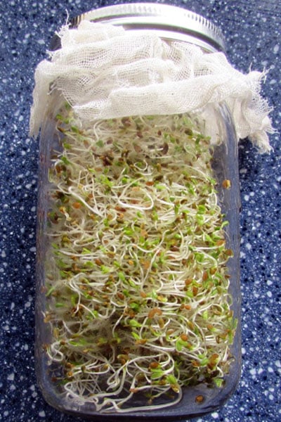 It’s easy to grow sprouts indoors and you don’t need any special equipment. These simple instructions will help you grow alfalfa sprouts, broccoli sprouts, mung bean sprouts, mustard sprouts, and more.