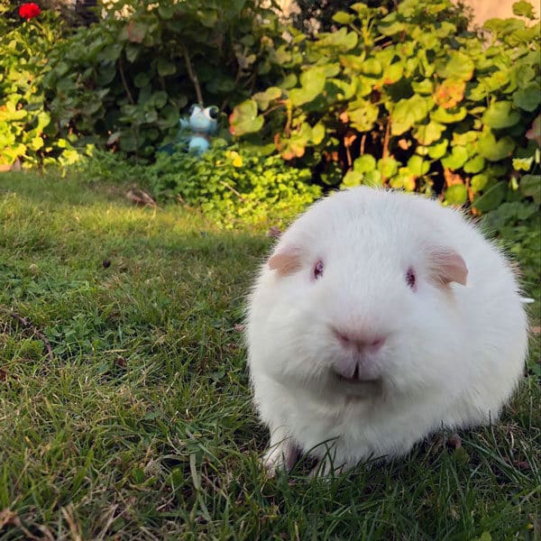 Jackjack the guinea pig on the lawn