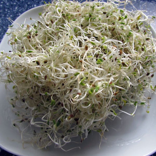 It’s easy to grow sprouts indoors and you don’t need any special equipment. These simple instructions will help you grow alfalfa sprouts, broccoli sprouts, mung bean sprouts, mustard sprouts, and more.