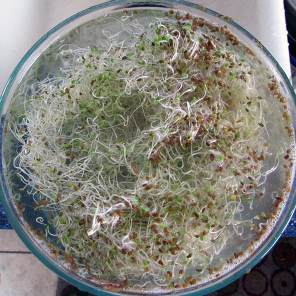 It’s easy to grow sprouts indoors and you don’t need any special equipment. These simple instructions will help you grow alfalfa sprouts, broccoli sprouts, mung bean sprouts, mustard sprouts, and more.