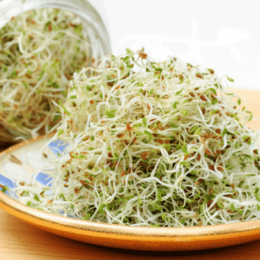 plate of alfalfa sprouts