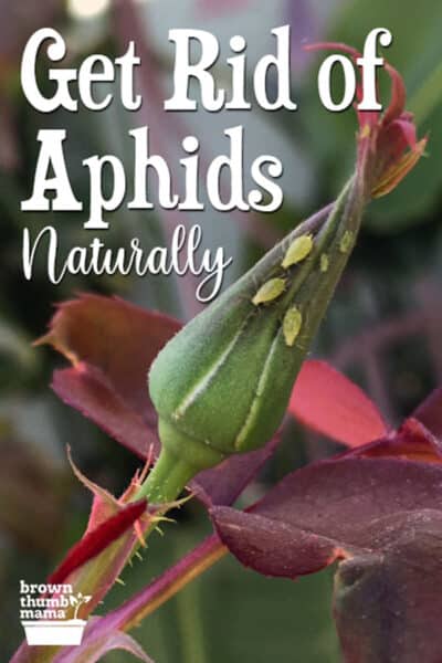 aphids on rose bud