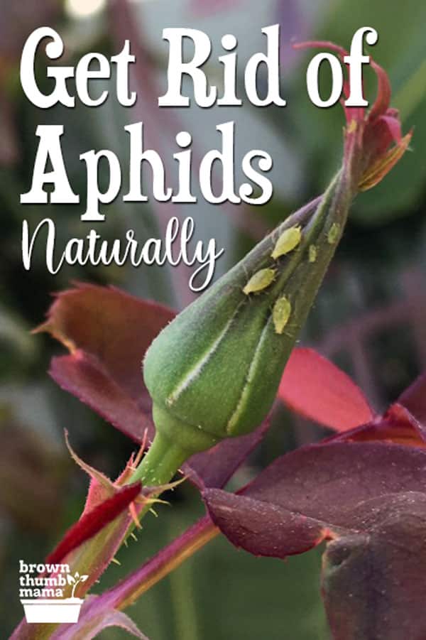 8 Natural Ways To Get Rid Of Aphids - Brown Thumb Mama®