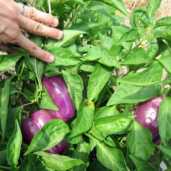 hand holding back the leaves of purple bell pepper in garden