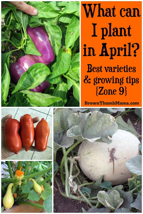 12 Vegetables To Plant In April {zone 9} • Brown Thumb Mama®