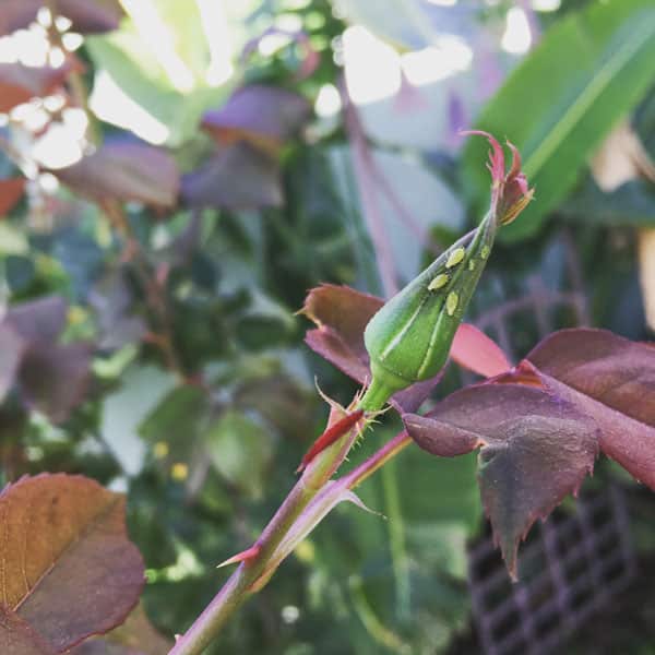 aphids on rose bud