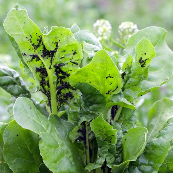 Black aphids on swiss chard